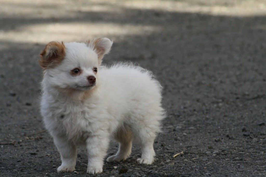 de la Combe aux Genêts - Chiot disponible  - Chihuahua
