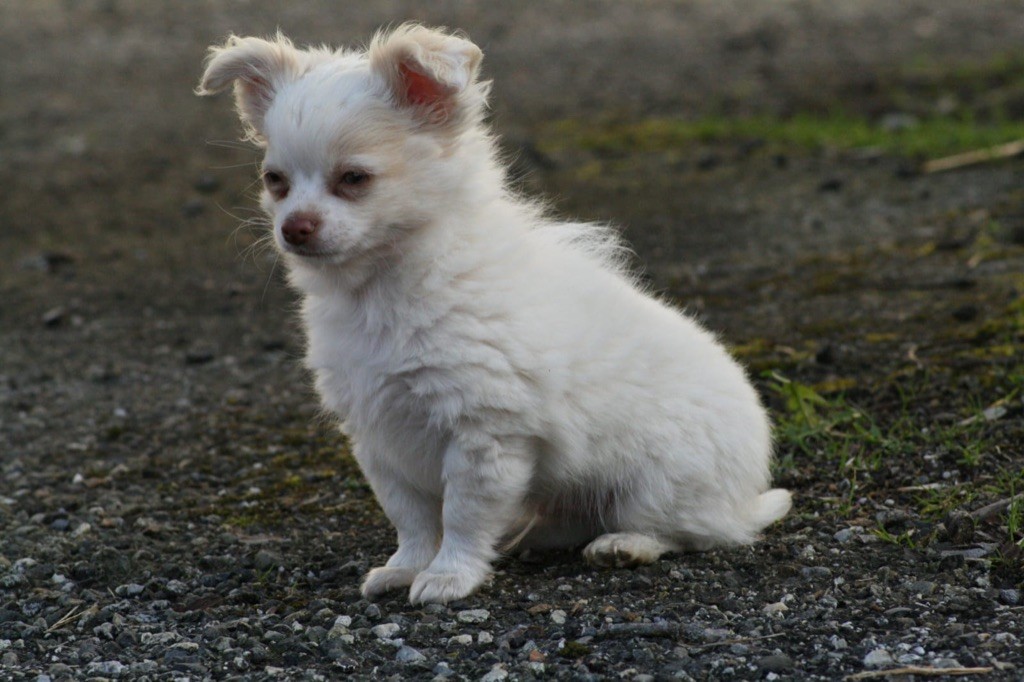 de la Combe aux Genêts - Chiot disponible  - Chihuahua