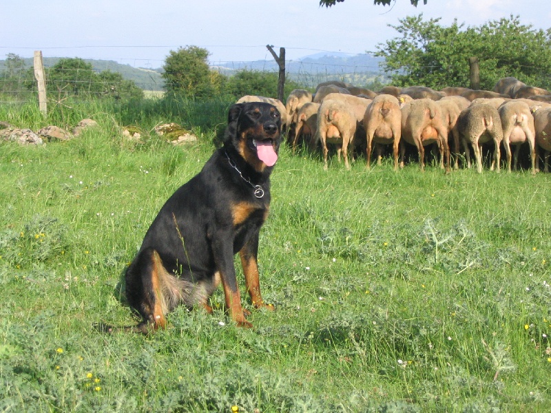 Baïka des bergers d'horaste