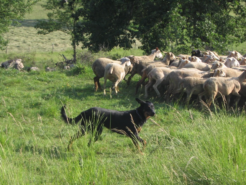 Baïka des bergers d'horaste