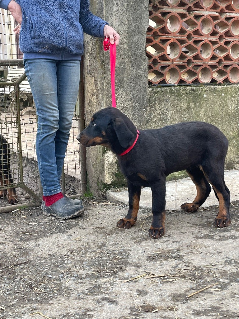 de la Combe aux Genêts - Chiot disponible  - Berger de Beauce