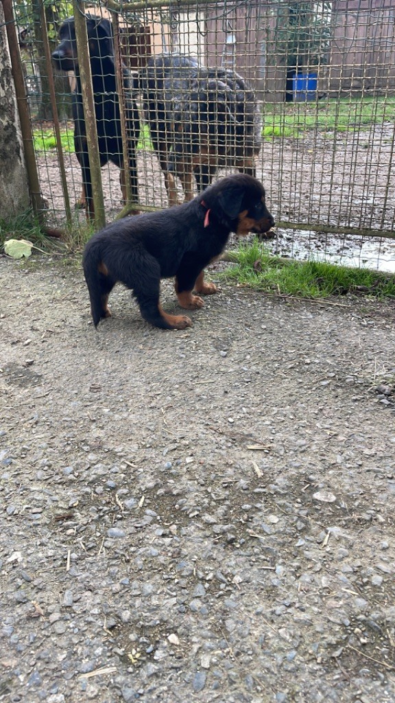 de la Combe aux Genêts - Chiot disponible  - Berger de Beauce