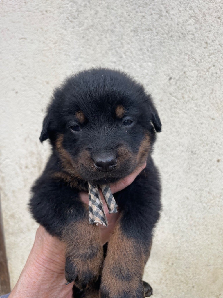 de la Combe aux Genêts - Chiot disponible  - Berger de Beauce