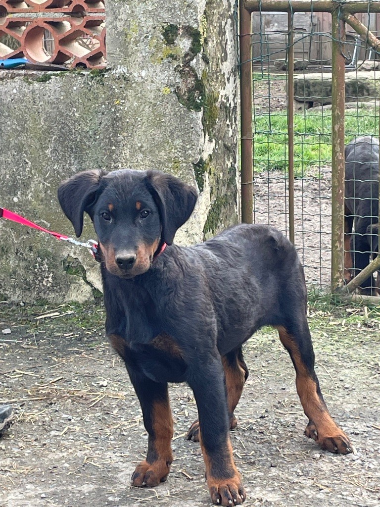 de la Combe aux Genêts - Chiot disponible  - Berger de Beauce