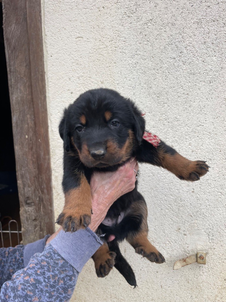 de la Combe aux Genêts - Chiot disponible  - Berger de Beauce