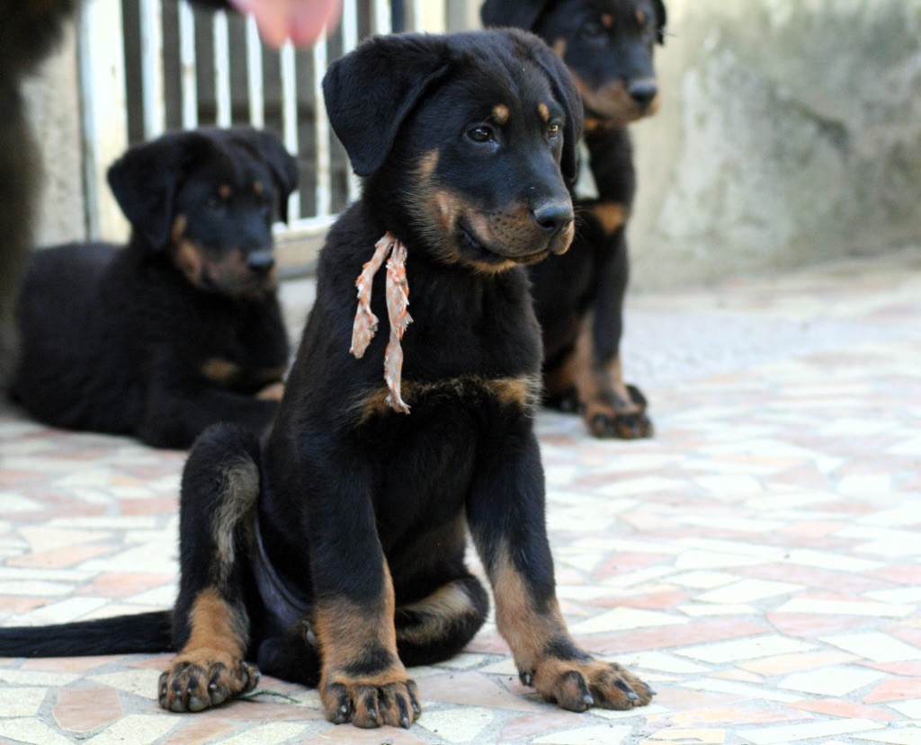 de la Combe aux Genêts - Chiot disponible  - Berger de Beauce