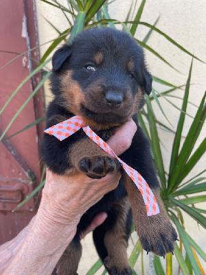 Collier vichy orange CHIOT 1