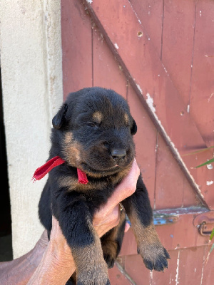 CHIOT collier rouge