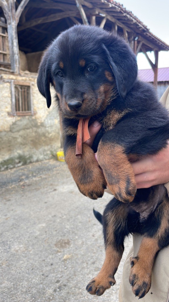 de la Combe aux Genêts - Chiot disponible  - Berger de Beauce