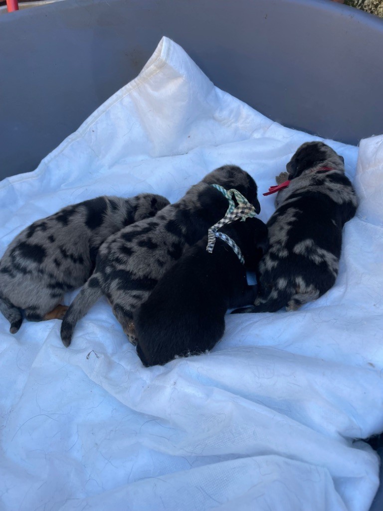 chiot Berger de Beauce de la Combe aux Genêts