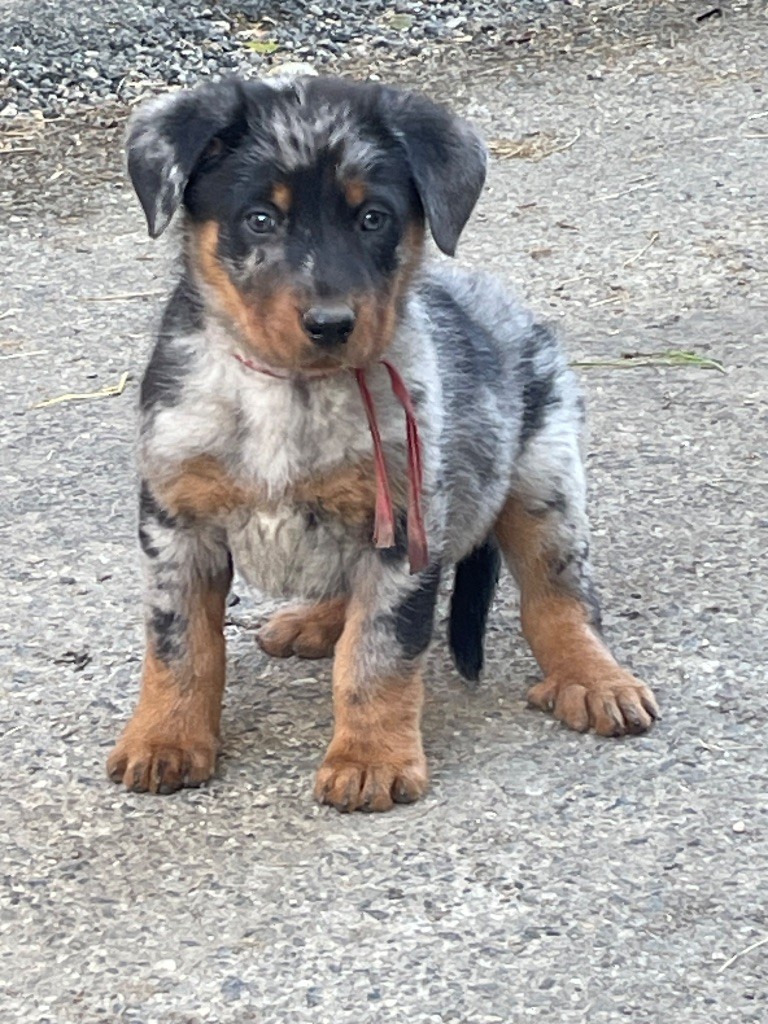 de la Combe aux Genêts - Chiot disponible  - Berger de Beauce