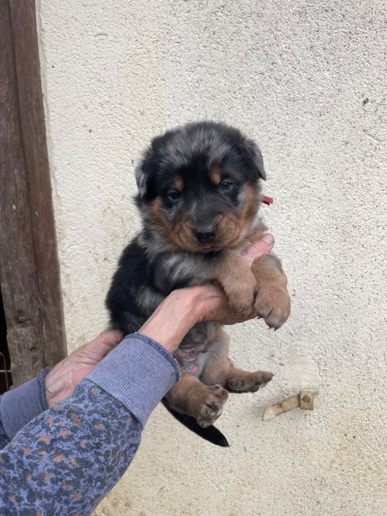 de la Combe aux Genêts - Chiot disponible  - Berger de Beauce