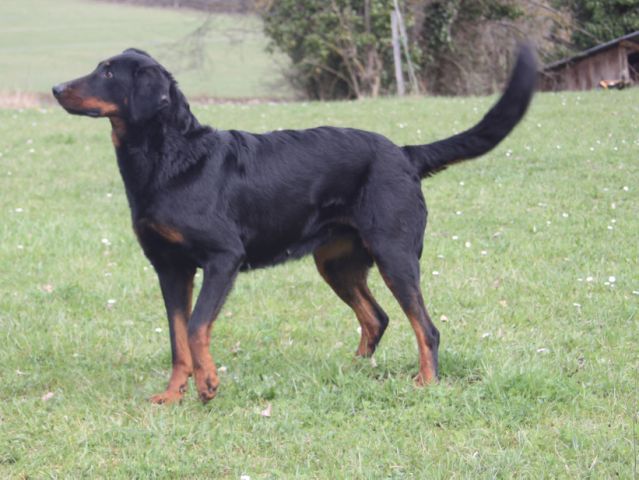 Vega bis de la Combe aux Genêts