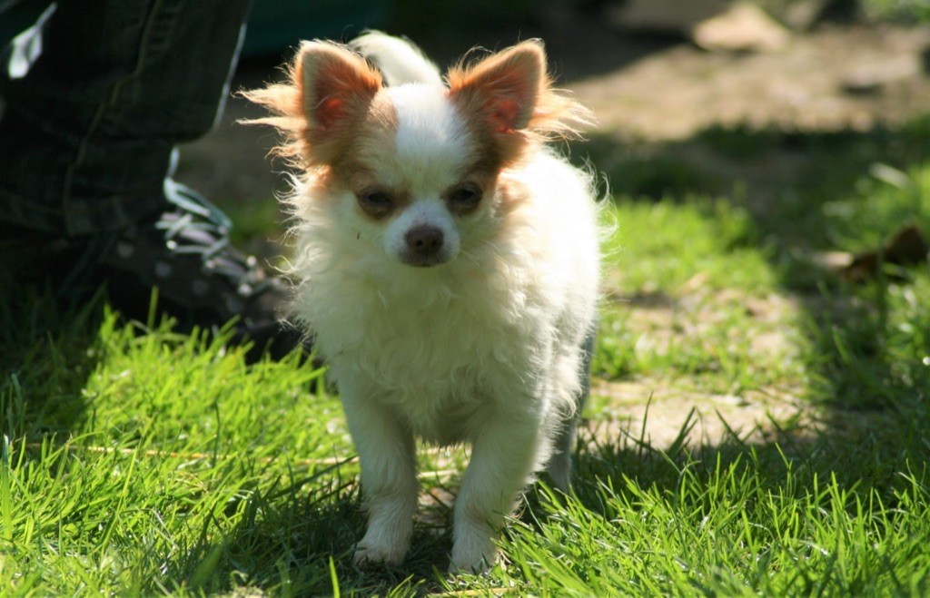 Scoubi de la Combe aux Genêts