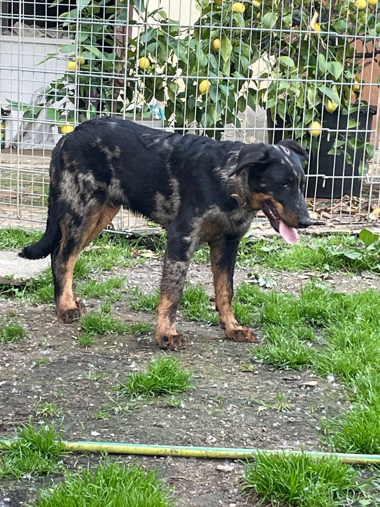 Vali blue de l ange aux papillons