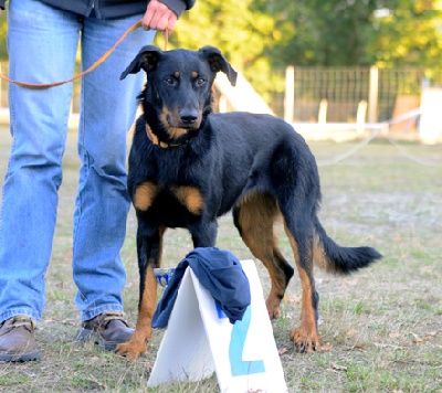 de la Combe aux Genêts - journée beauceronne de Mérignac