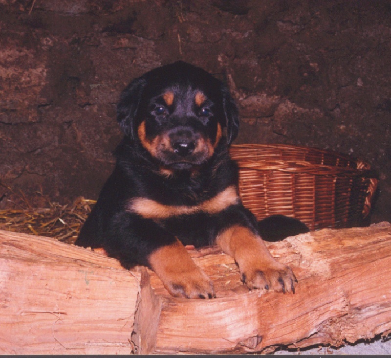 chiots