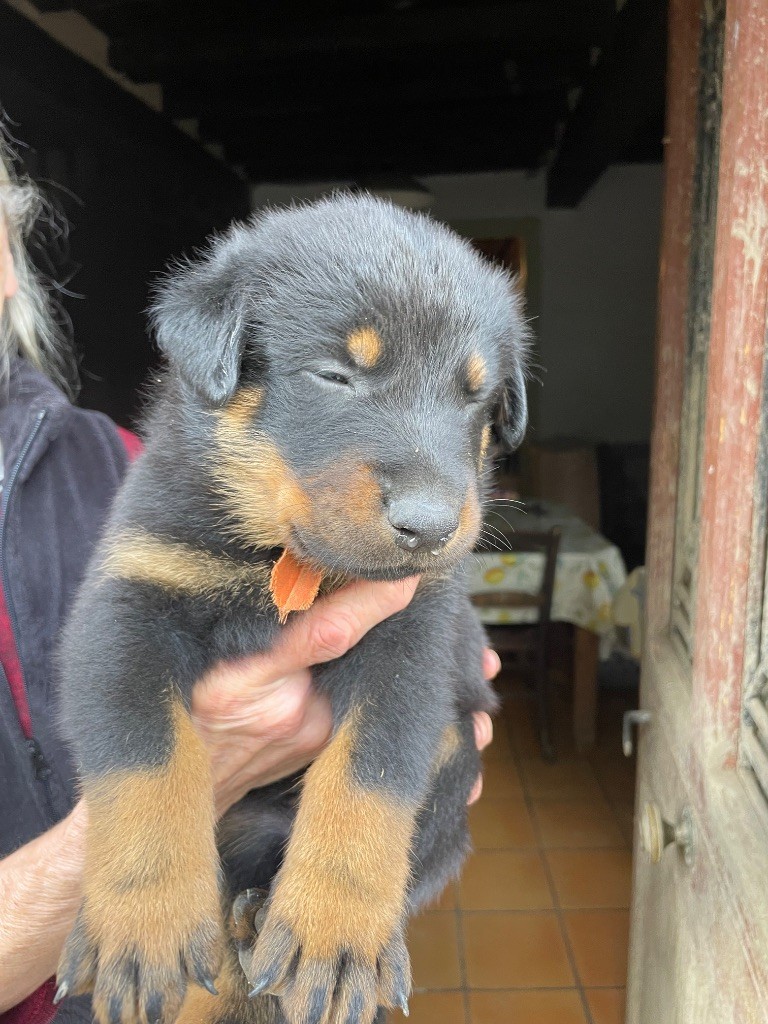 de la Combe aux Genêts - Chiots disponibles - Berger de Beauce