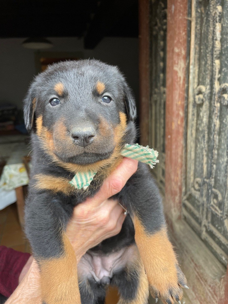 de la Combe aux Genêts - Chiots disponibles - Berger de Beauce
