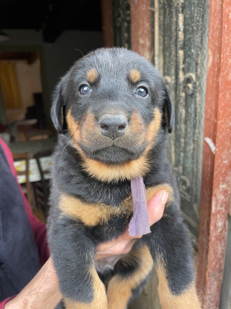 de la Combe aux Genêts - Chiots disponibles - Berger de Beauce