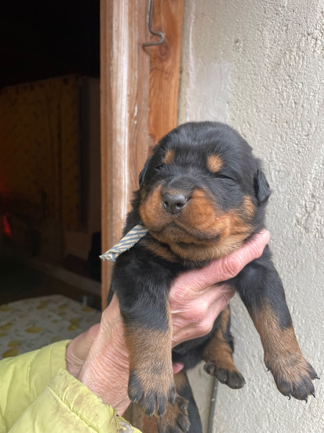 de la Combe aux Genêts - Chiots disponibles - Berger de Beauce