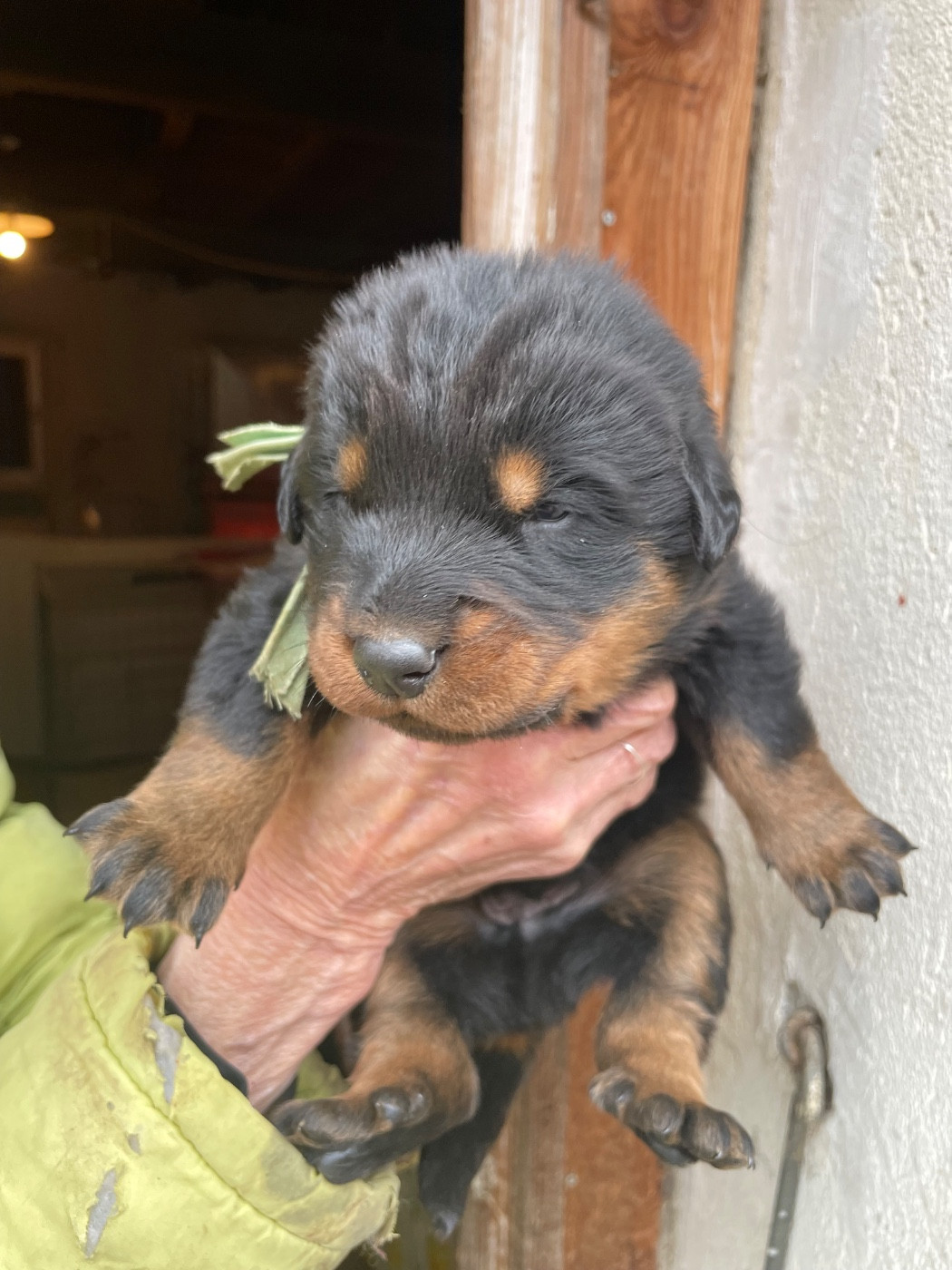 de la Combe aux Genêts - Chiots disponibles - Berger de Beauce