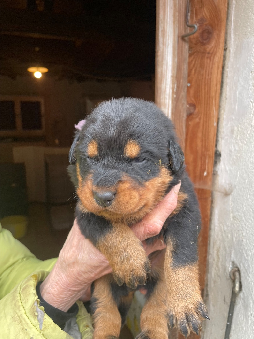 de la Combe aux Genêts - Chiots disponibles - Berger de Beauce