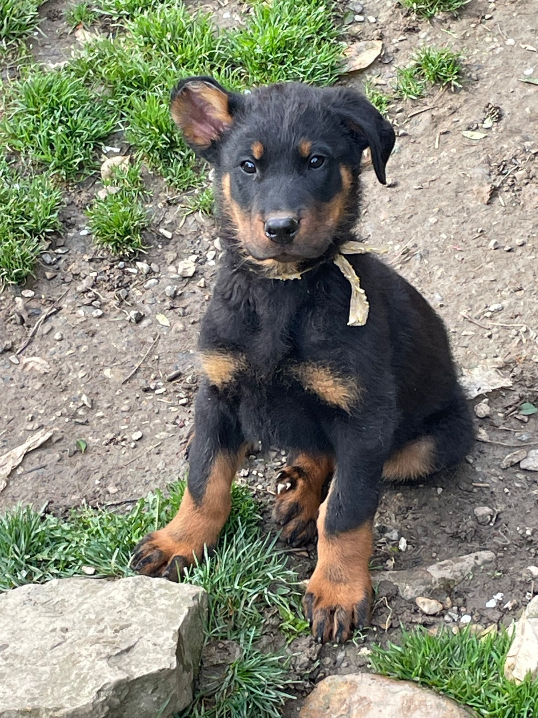 de la Combe aux Genêts - Chiots disponibles - Berger de Beauce