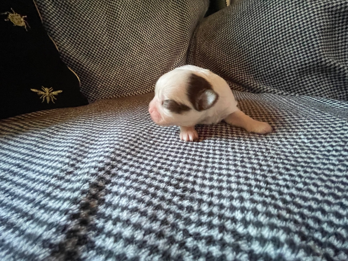 de la Combe aux Genêts - Chiots disponibles - Chihuahua
