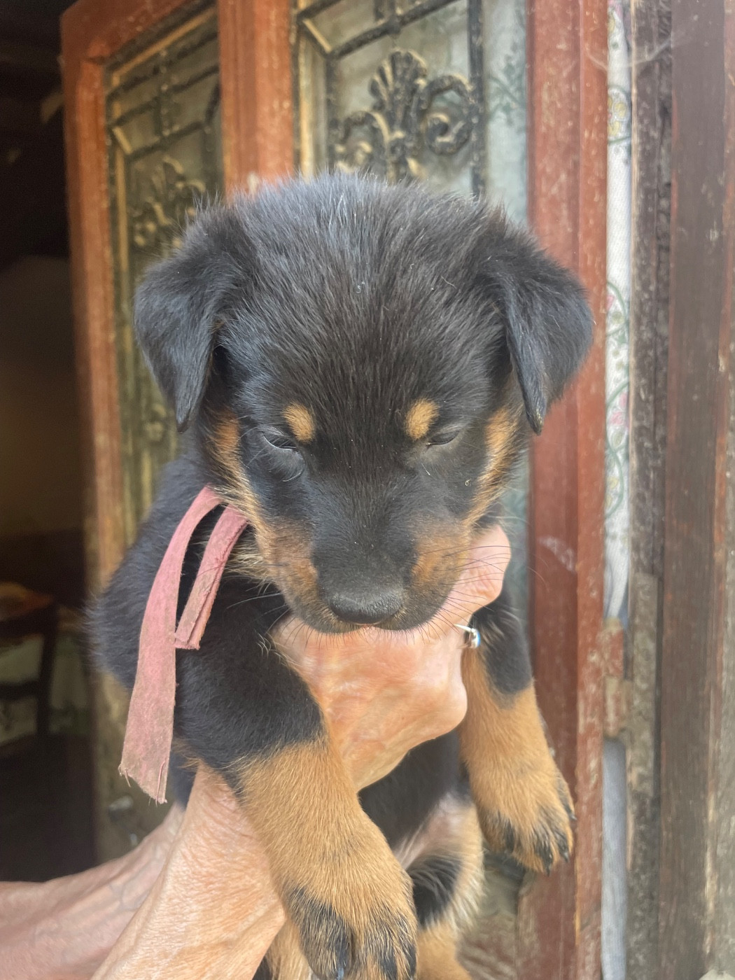 de la Combe aux Genêts - Chiots disponibles - Berger de Beauce