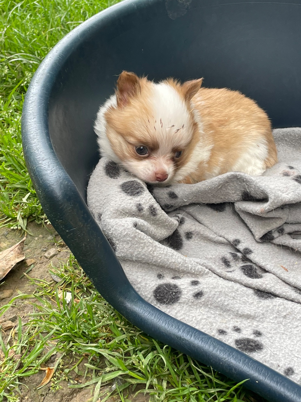 de la Combe aux Genêts - Chiots disponibles - Chihuahua