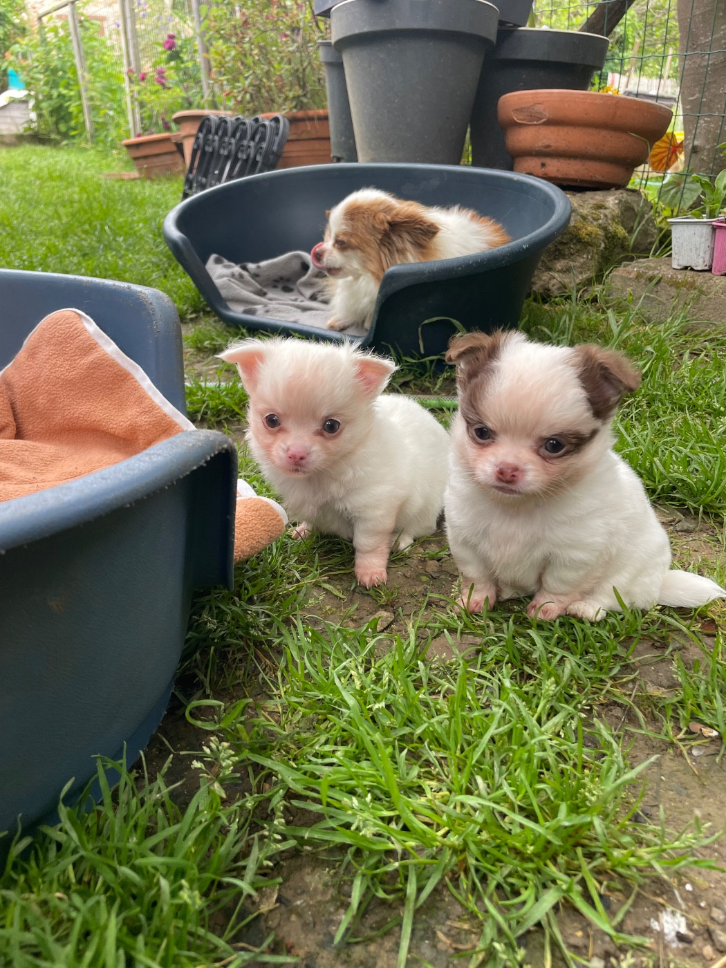 de la Combe aux Genêts - Chiots disponibles - Chihuahua