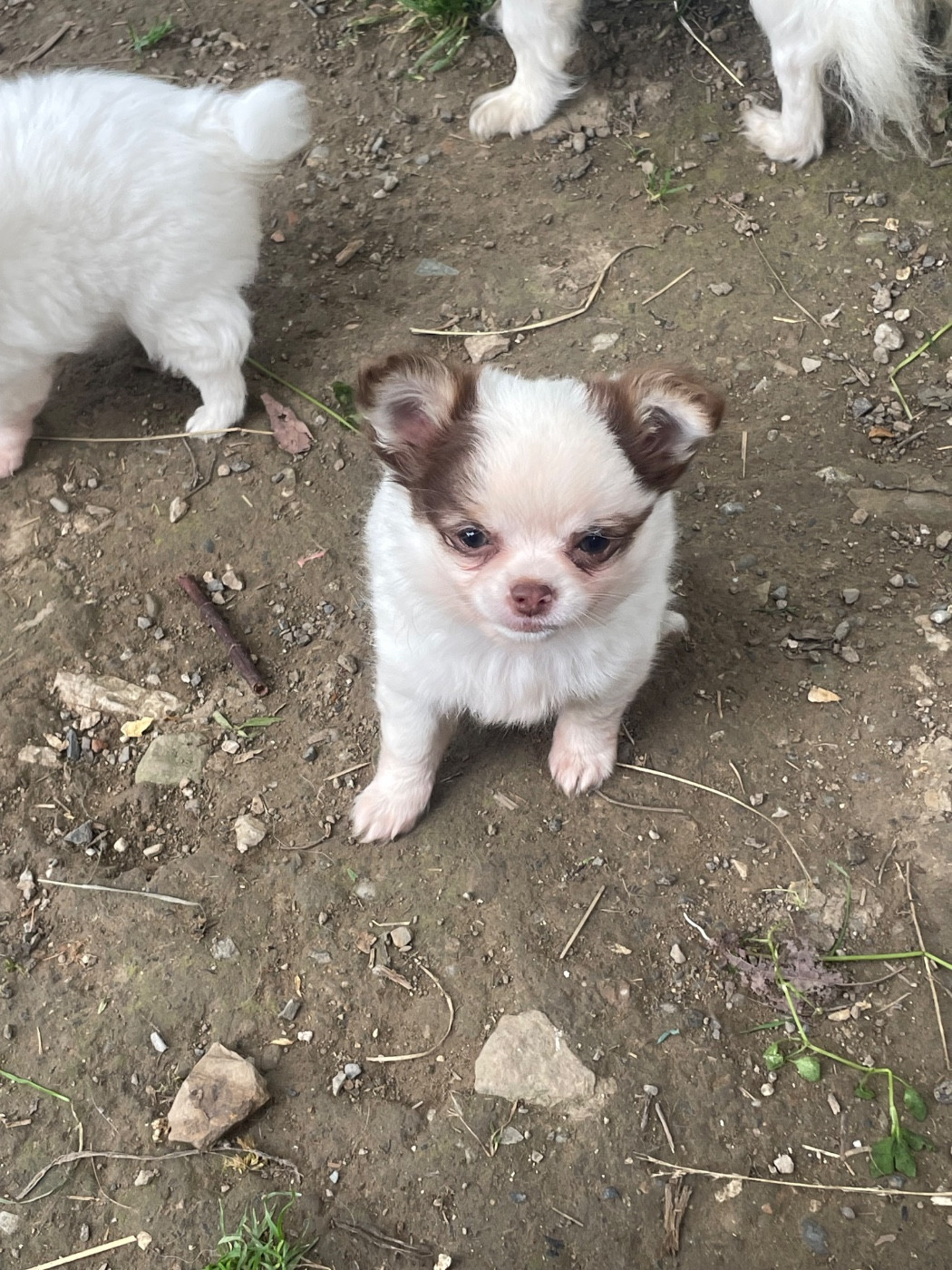 de la Combe aux Genêts - Chiots disponibles - Chihuahua