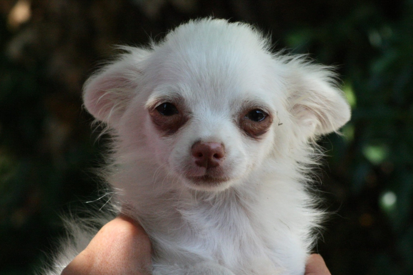 de la Combe aux Genêts - Chiots disponibles - Chihuahua