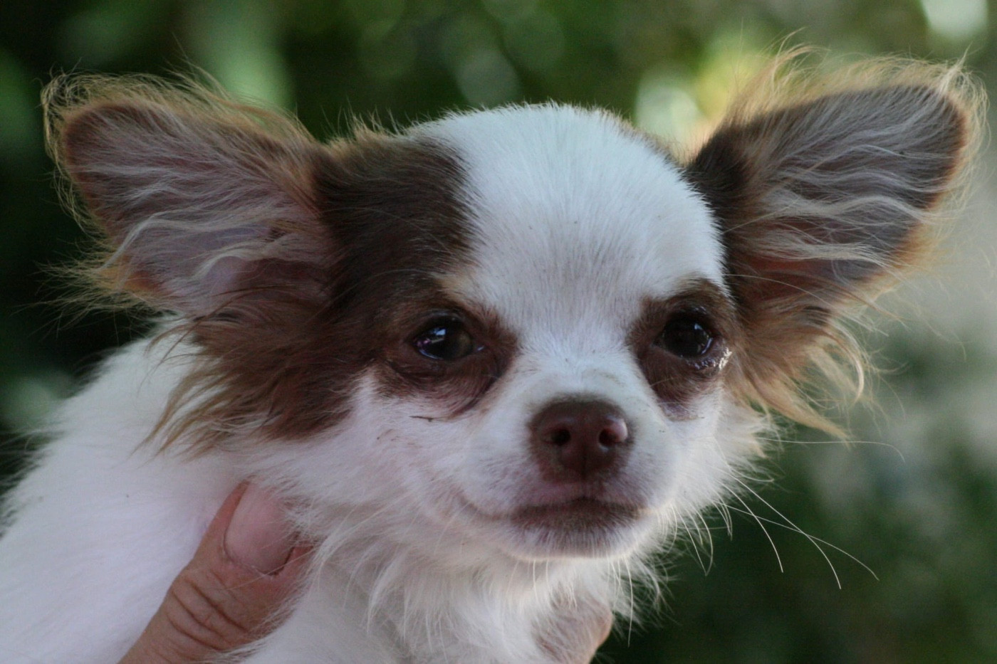 de la Combe aux Genêts - Chiots disponibles - Chihuahua