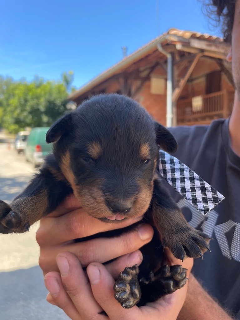 de la Combe aux Genêts - Chiots disponibles - Berger de Beauce