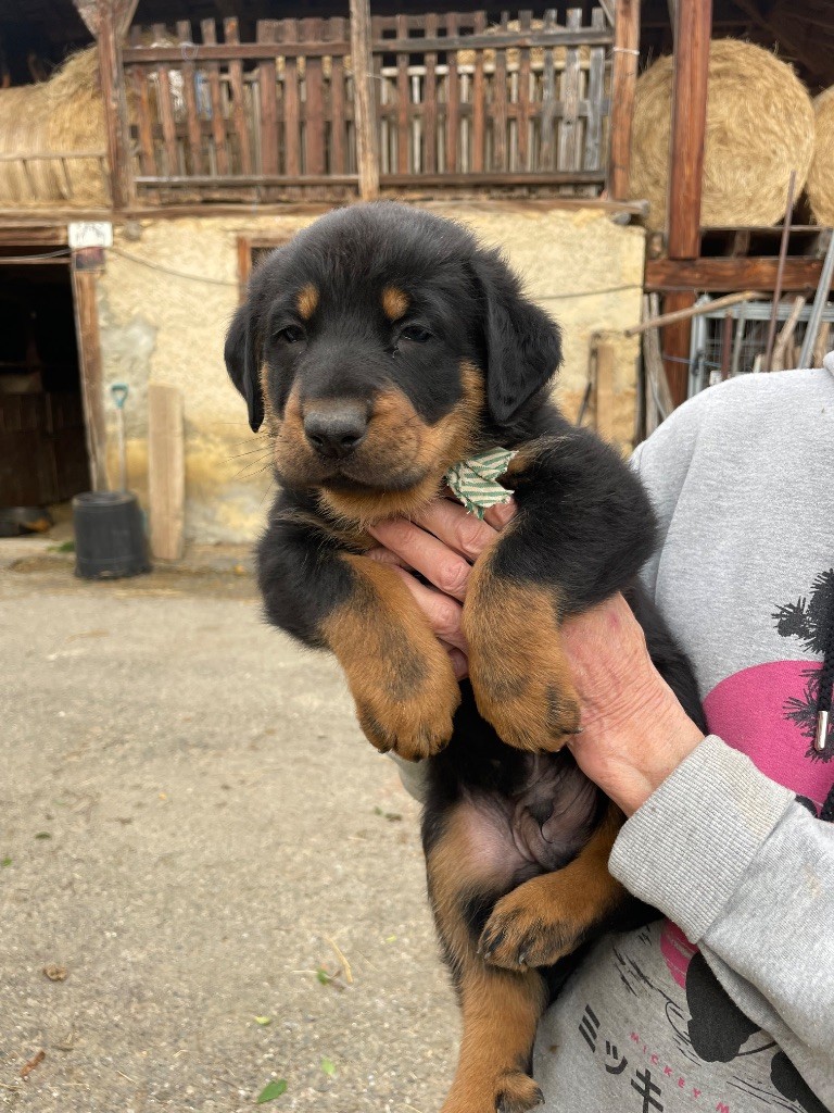 de la Combe aux Genêts - Chiots disponibles - Berger de Beauce