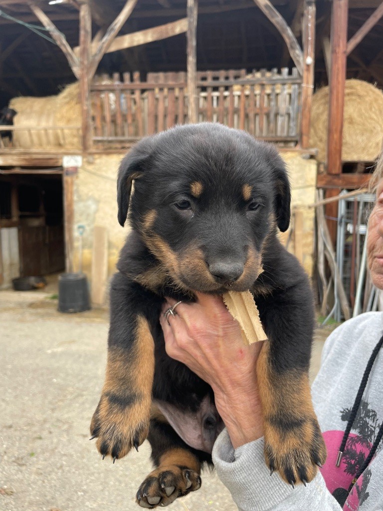 de la Combe aux Genêts - Chiots disponibles - Berger de Beauce
