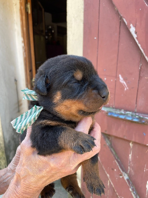 CHIOT collier rayé vert 