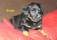 ENYA