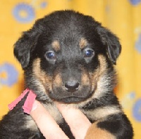 HOPI