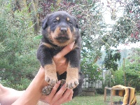CHIOT