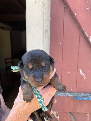 CHIOT collier vichy vert