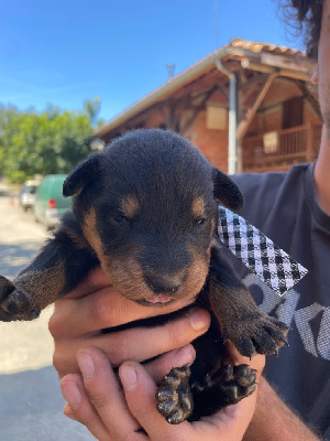CHIOT 1