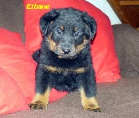 ETHANE de la 