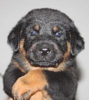 CHIOT