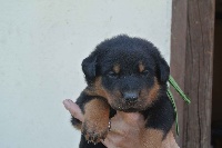 Junior