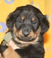 Hathena