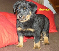 EMMETT de la 