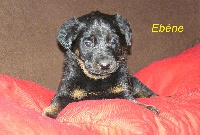 EBENE